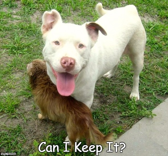 Can I Keep It | Can I Keep It? | image tagged in funny dog | made w/ Imgflip meme maker
