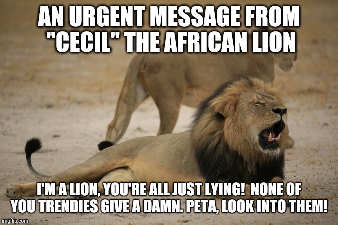 Lion Cecil | AN URGENT MESSAGE FROM "CECIL" THE AFRICAN LION I'M A LION, YOU'RE ALL JUST LYING!  NONE OF YOU TRENDIES GIVE A DAMN. PETA, LOOK INTO THEM! | image tagged in lion cecil | made w/ Imgflip meme maker