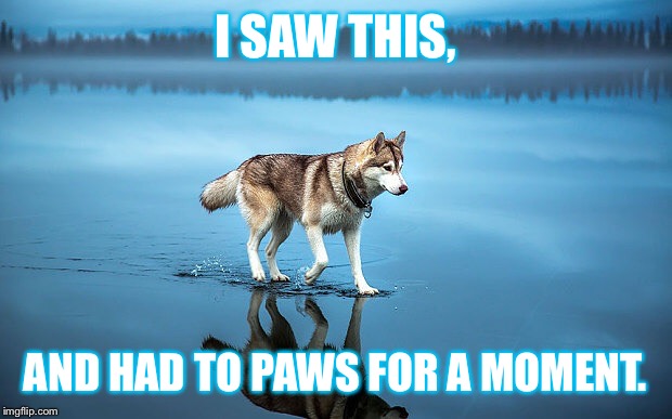 My bad... | I SAW THIS, AND HAD TO PAWS FOR A MOMENT. | image tagged in water,dog,walking on water | made w/ Imgflip meme maker