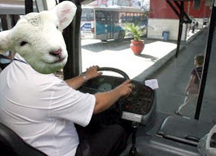 Lamb Bus Driver Blank Meme Template