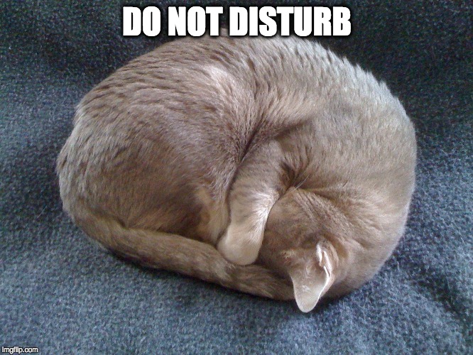 DO NOT DISTURB | image tagged in lebowski the cat | made w/ Imgflip meme maker