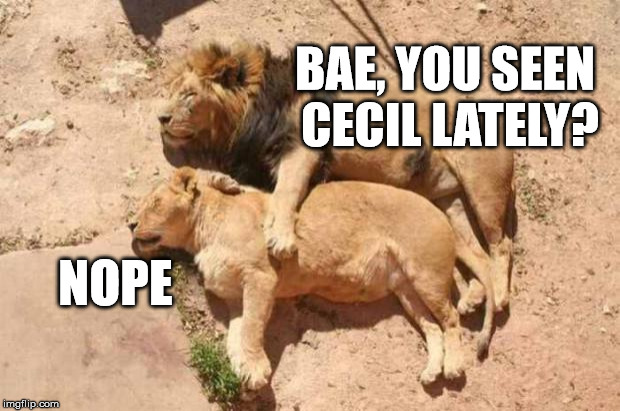 sigh | BAE, YOU SEEN CECIL LATELY? NOPE | image tagged in lions,cecil | made w/ Imgflip meme maker