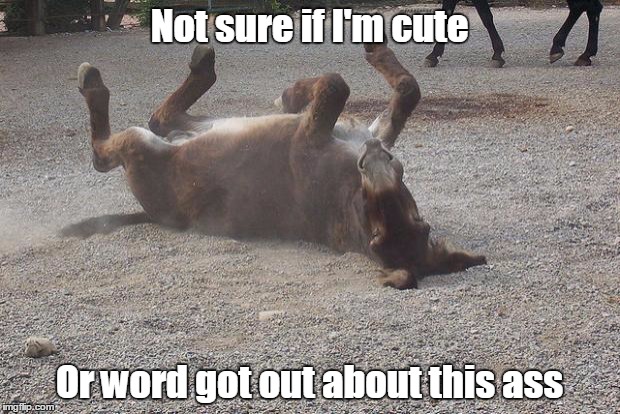 Donkey | Not sure if I'm cute Or word got out about this ass | image tagged in donkey | made w/ Imgflip meme maker