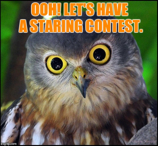 OOH! LET'S HAVE A STARING CONTEST. | image tagged in stupid people | made w/ Imgflip meme maker