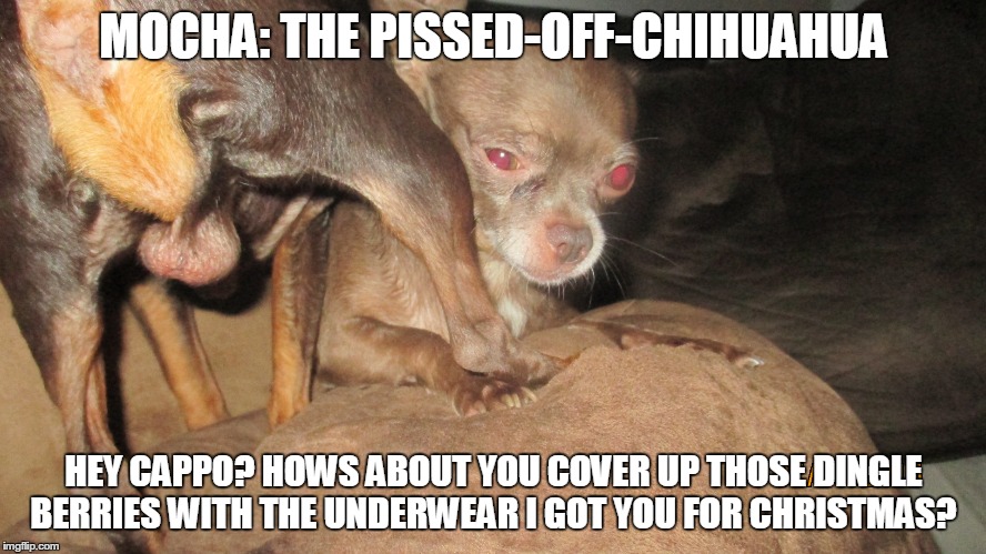 Mocha The Pissed-Off-Chihuahua | MOCHA: THE PISSED-OFF-CHIHUAHUA HEY CAPPO? HOWS ABOUT YOU COVER UP THOSE DINGLE BERRIES WITH THE UNDERWEAR I GOT YOU FOR CHRISTMAS? | image tagged in funny chihuahua,funny memes | made w/ Imgflip meme maker