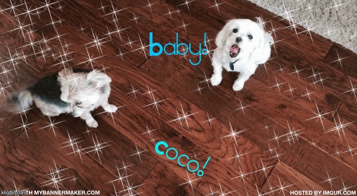 My dogs! | image tagged in baby,coco,baby  coco,pets,dogs,love | made w/ Imgflip meme maker