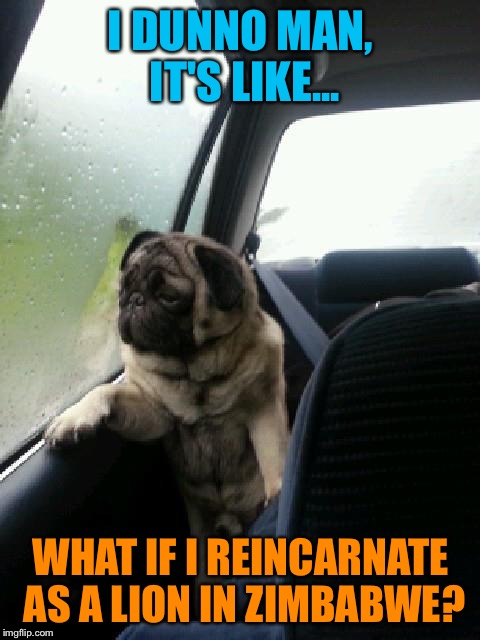 Introspective Pug | I DUNNO MAN, IT'S LIKE... WHAT IF I REINCARNATE AS A LION IN ZIMBABWE? | image tagged in introspective pug | made w/ Imgflip meme maker