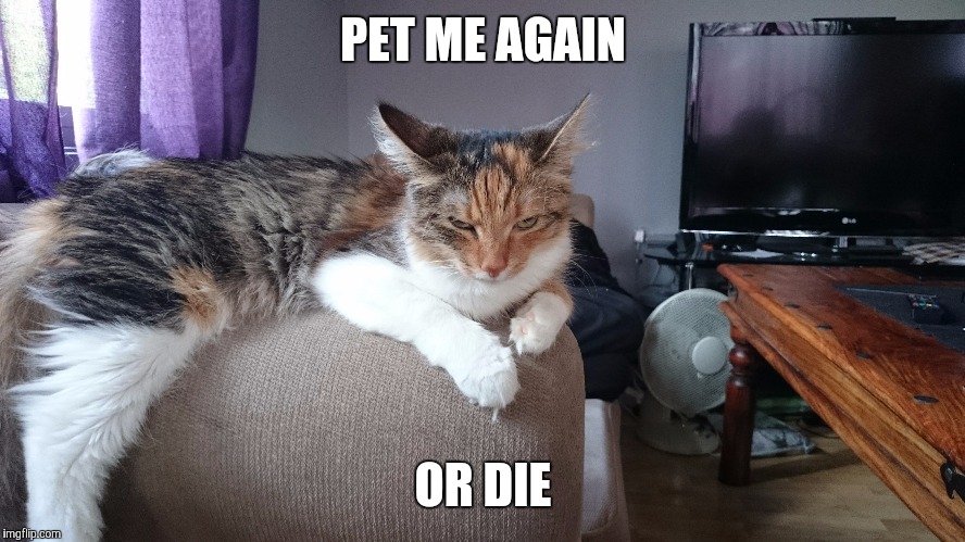 Priscilla the cat | PET ME AGAIN OR DIE | image tagged in cats | made w/ Imgflip meme maker