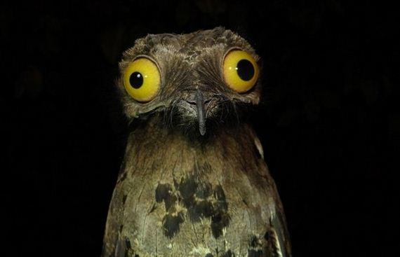 High Quality Weird Stuff I Do Potoo Blank Meme Template