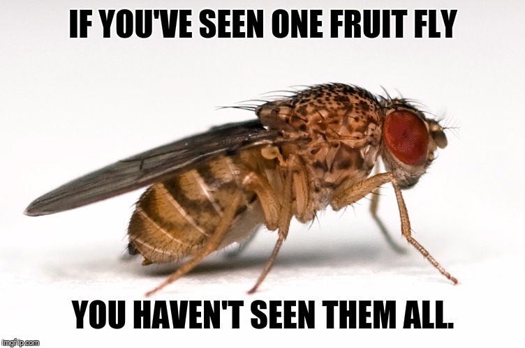If you've seen one fruit fly... | IF YOU'VE SEEN ONE FRUIT FLY YOU HAVEN'T SEEN THEM ALL. | image tagged in fruit flies,surprise,annoying | made w/ Imgflip meme maker