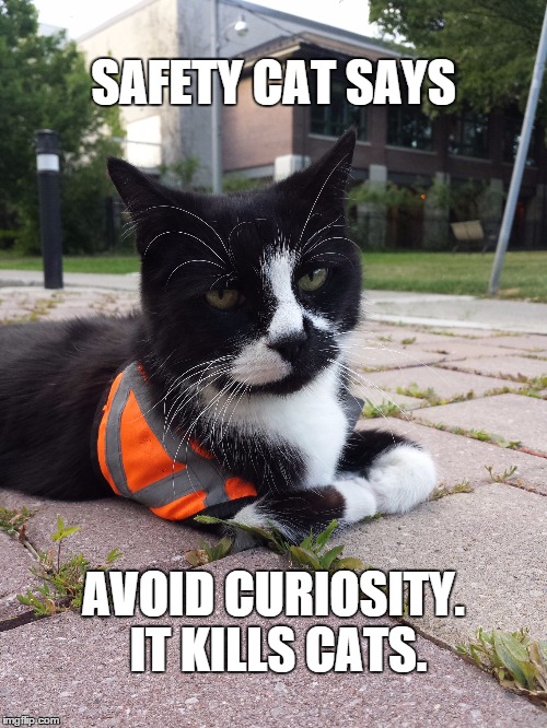 SAFETY CAT SAYS AVOID CURIOSITY. IT KILLS CATS. | image tagged in safety cat | made w/ Imgflip meme maker