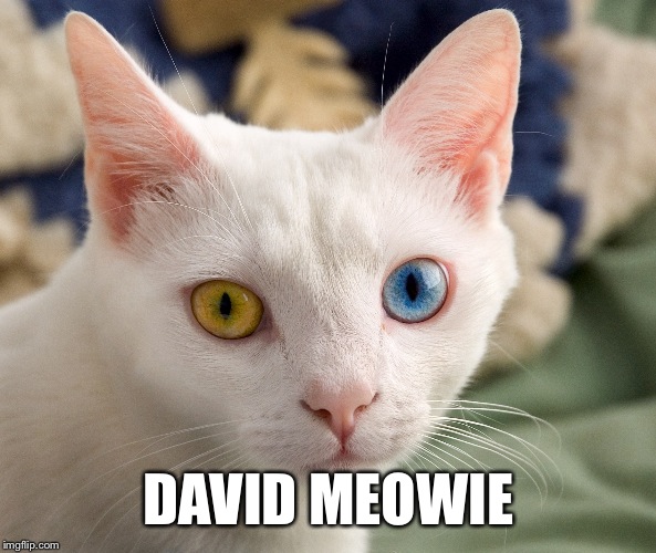 DAVID MEOWIE | image tagged in david meowie | made w/ Imgflip meme maker