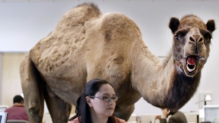 High Quality Hump Day Camel Blank Meme Template