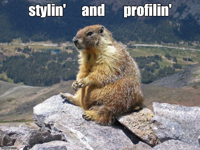 nature boy, wooooo! | stylin'      and       profilin' | image tagged in marmotsitting,marmot,nature | made w/ Imgflip meme maker