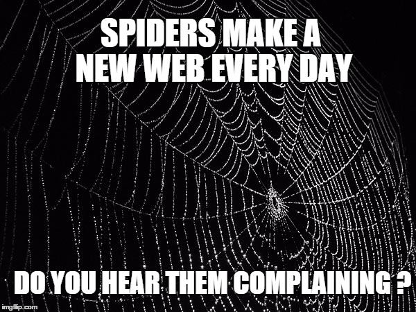 Spiders make | SPIDERS MAKE A NEW WEB EVERY DAY DO YOU HEAR THEM COMPLAINING ? | image tagged in spiders make | made w/ Imgflip meme maker