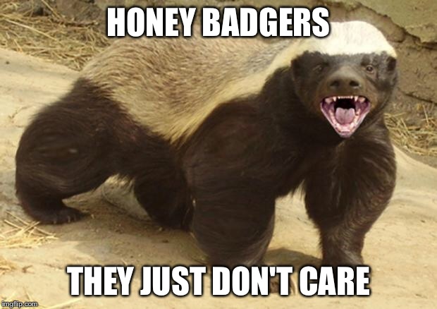 Honey badger | HONEY BADGERS THEY JUST DON'T CARE | image tagged in honey badger | made w/ Imgflip meme maker