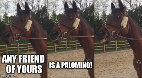 Palomino | ANY FRIEND OF YOURS IS A PALOMINO! | image tagged in pun horse,palomino | made w/ Imgflip meme maker