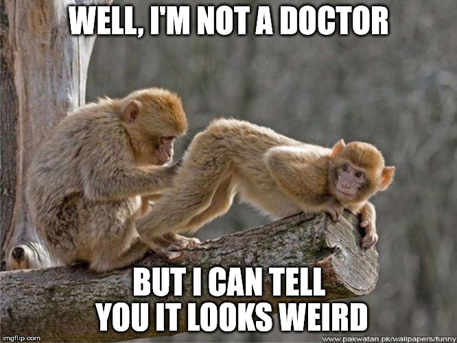monkey | WELL, I'M NOT A DOCTOR BUT I CAN TELL YOU IT LOOKS WEIRD | image tagged in monkey | made w/ Imgflip meme maker