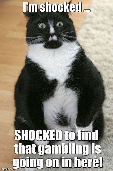 funny cat | I'm shocked ... SHOCKED to find that gambling is going on in here! | image tagged in cats | made w/ Imgflip meme maker