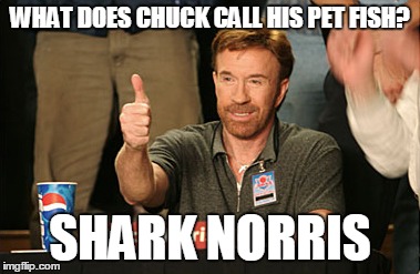 Chuck Norris Approves | WHAT DOES CHUCK CALL HIS PET FISH? SHARK NORRIS | image tagged in memes,chuck norris approves | made w/ Imgflip meme maker