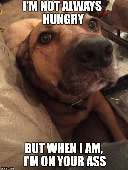 My dog is hungry | I'M NOT ALWAYS HUNGRY BUT WHEN I AM, I'M ON YOUR ASS | image tagged in memes,funny memes | made w/ Imgflip meme maker