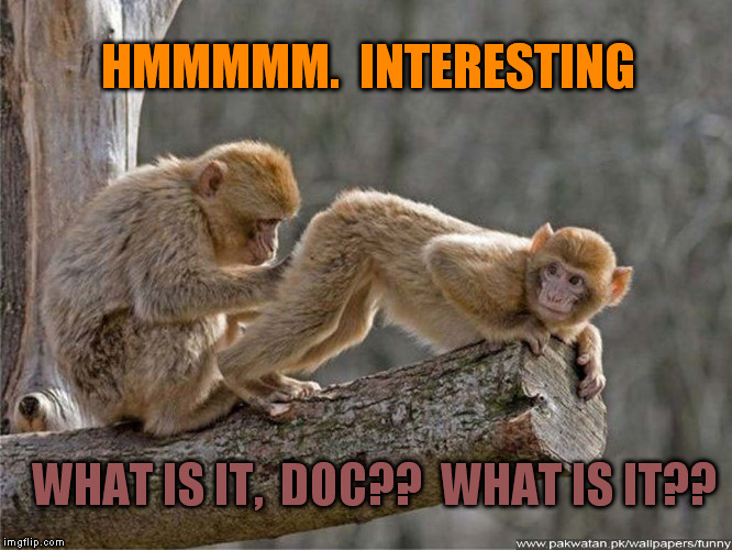 monkey | HMMMMM.  INTERESTING WHAT IS IT,  DOC??  WHAT IS IT?? | image tagged in monkey | made w/ Imgflip meme maker