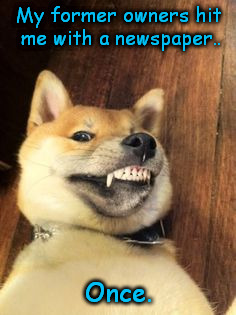 Crazy Shiba | My former owners hit me with a newspaper.. Once. | image tagged in doge | made w/ Imgflip meme maker