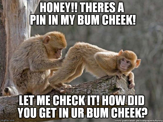 monkey | HONEY!! THERES A PIN IN MY BUM CHEEK! LET ME CHECK IT! HOW DID YOU GET IN UR BUM CHEEK? | image tagged in monkey | made w/ Imgflip meme maker