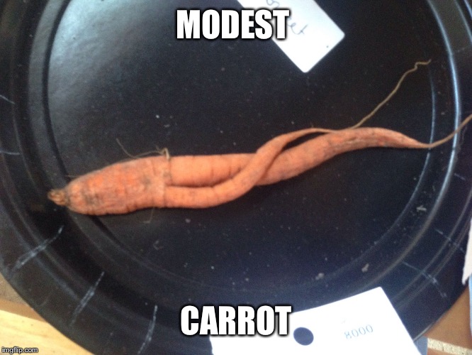 MODEST CARROT | image tagged in modest carrot | made w/ Imgflip meme maker