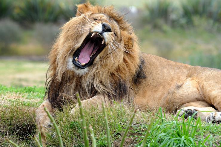 Cecil The Lion Meme Generator - Imgflip