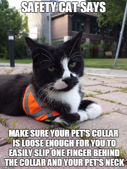 Safety Cat | SAFETY CAT SAYS MAKE SURE YOUR PET'S COLLAR IS LOOSE ENOUGH FOR YOU TO EASILY SLIP ONE FINGER BEHIND THE COLLAR AND YOUR PET'S NECK | image tagged in safety cat | made w/ Imgflip meme maker