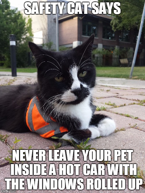 Safety Cat | SAFETY CAT SAYS NEVER LEAVE YOUR PET INSIDE A HOT CAR WITH THE WINDOWS ROLLED UP | image tagged in safety cat | made w/ Imgflip meme maker