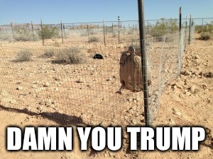 DAMN YOU TRUMP | image tagged in fence turtle | made w/ Imgflip meme maker