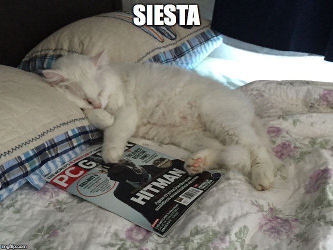 SIESTA | image tagged in siesta | made w/ Imgflip meme maker