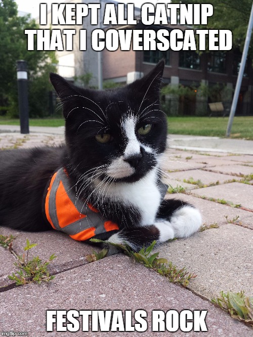 Safety Cat | I KEPT ALL CATNIP THAT I COVERSCATED FESTIVALS ROCK | image tagged in safety cat | made w/ Imgflip meme maker