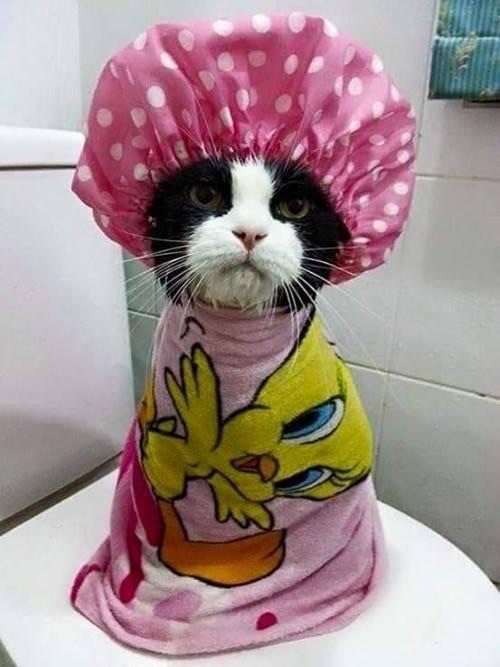 Shower kitty  Blank Meme Template