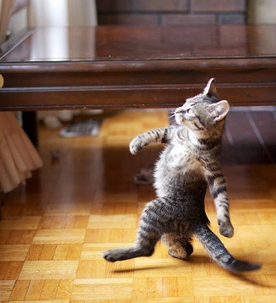 Cat Walking Like A Boss Blank Meme Template