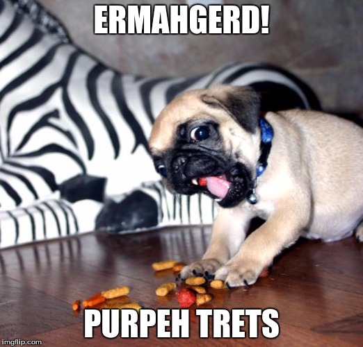 Pug Ermahgerd | ERMAHGERD! PURPEH TRETS | image tagged in pug ermahgerd | made w/ Imgflip meme maker