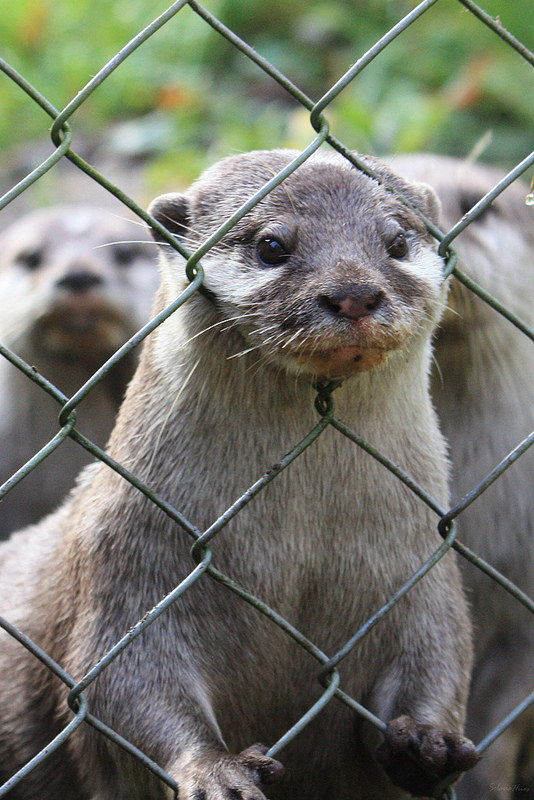 High Quality Otter fence Blank Meme Template