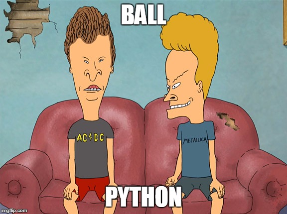 BALL PYTHON | image tagged in beavisetbutthead | made w/ Imgflip meme maker