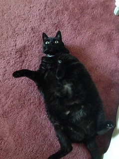 funny fat black cat