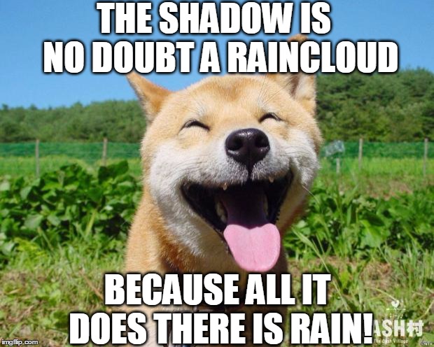 Happy Dog | THE SHADOW IS  NO DOUBT A RAINCLOUD BECAUSE ALL IT DOES THERE IS RAIN! | image tagged in happy dog | made w/ Imgflip meme maker