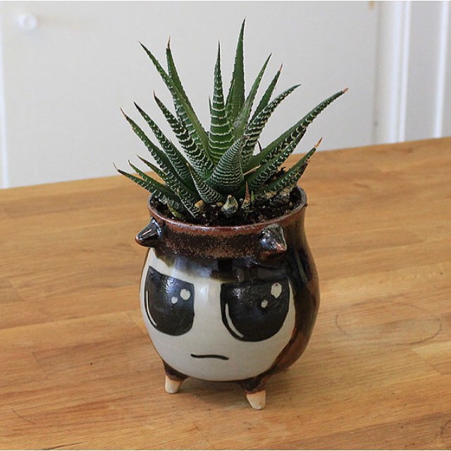 High Quality Pissed Off Potted Plant Blank Meme Template