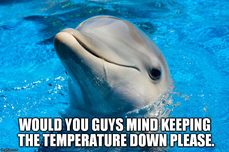 Dolphin neighbours | WOULD YOU GUYS MIND KEEPING THE TEMPERATURE DOWN PLEASE. | image tagged in dolphins,memes | made w/ Imgflip meme maker