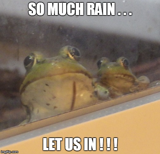 Frogs in the window | SO MUCH RAIN . . . LET US IN ! ! ! | image tagged in team water,vanilla raindrop | made w/ Imgflip meme maker