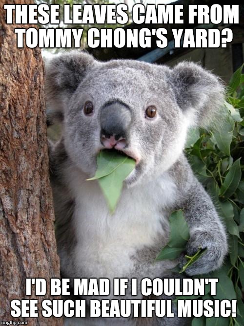 Surprised Koala Meme | THESE LEAVES CAME FROM TOMMY CHONG'S YARD? I'D BE MAD IF I COULDN'T SEE SUCH BEAUTIFUL MUSIC! | image tagged in memes,surprised koala | made w/ Imgflip meme maker