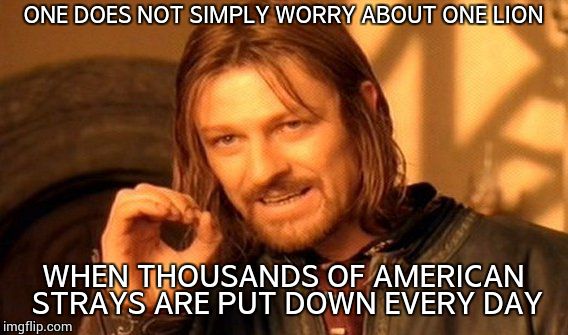 One Does Not Simply Meme | ONE DOES NOT SIMPLY WORRY ABOUT ONE LION WHEN THOUSANDS OF AMERICAN STRAYS ARE PUT DOWN EVERY DAY | image tagged in memes,one does not simply | made w/ Imgflip meme maker