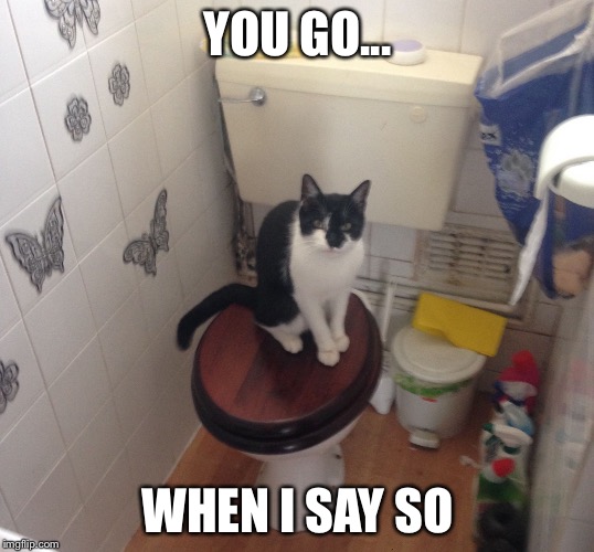 YOU GO... WHEN I SAY SO | image tagged in toilet cat | made w/ Imgflip meme maker