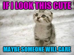 Sad Cat Meme | IF I LOOK THIS CUTE MAYBE SOMEONE WILL CARE | image tagged in memes,sad cat | made w/ Imgflip meme maker