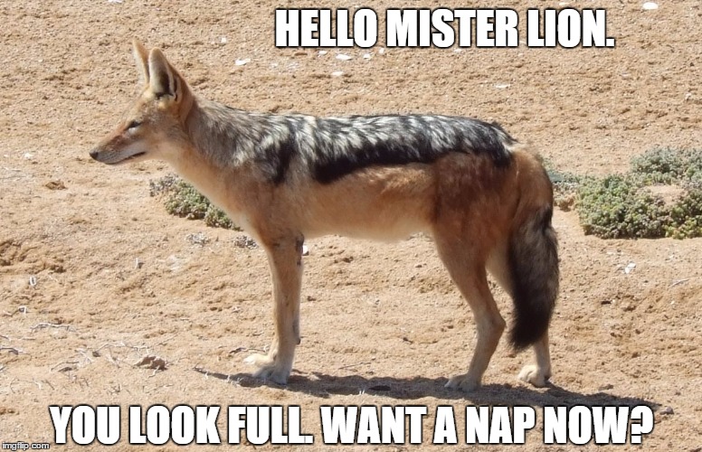 HELLO MISTER LION. YOU LOOK FULL. WANT A NAP NOW? | made w/ Imgflip meme maker